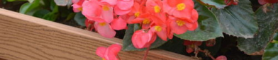 四季花开打一地方名,揭秘长春的春意盎然